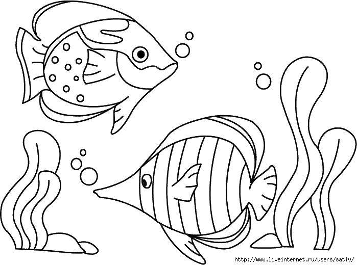 Название: Раскраска Две плавающие рыбки. Категория: рыбы. Теги: морские жители, море, рыбы, вода.
