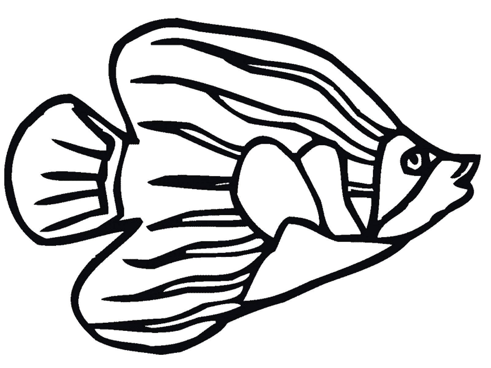 Название: Раскраска Красивая рыбка. Категория: рыбы. Теги: морские жители, море, рыбы, вода.