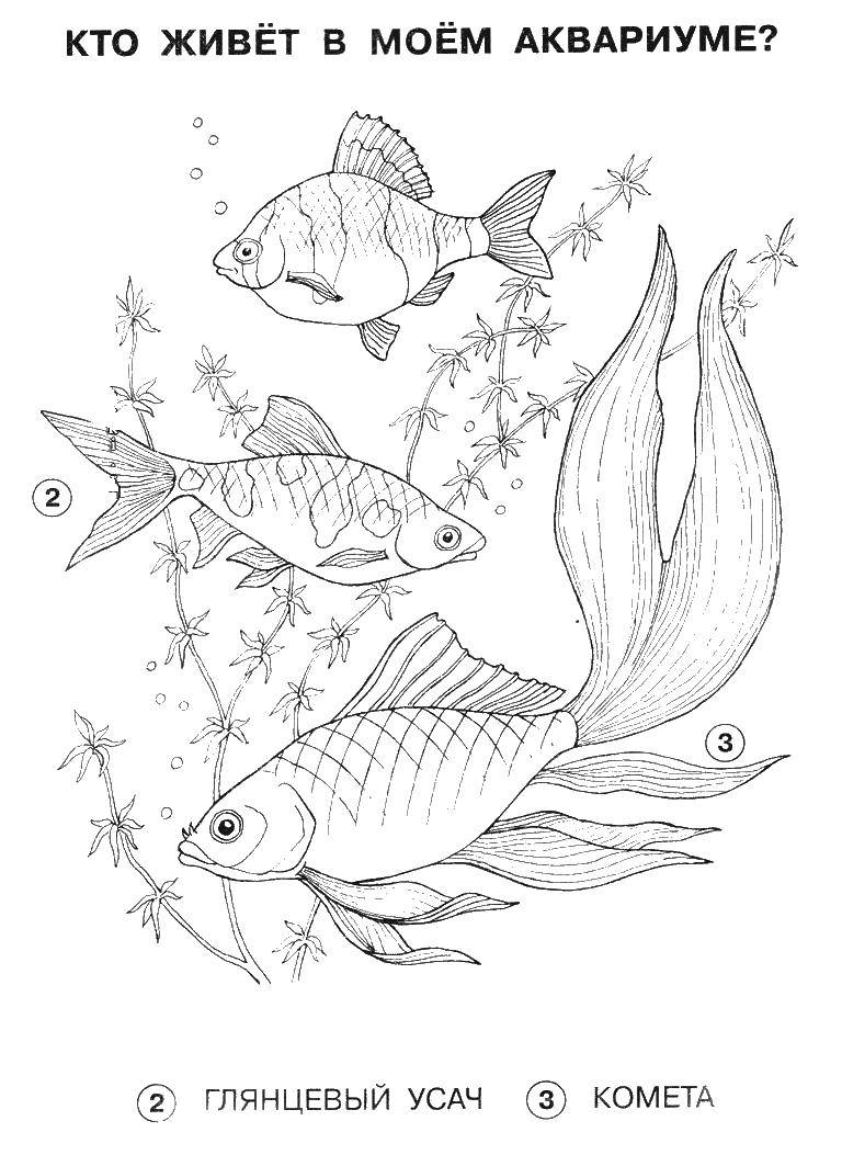Название: Раскраска Кто живет в моем аквариуме. комета, глянцевый усач. Категория: рыбы. Теги: рыбы, водоросли.