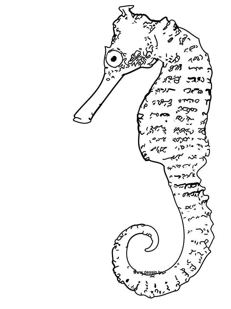 Coloring Cute seahorse. Category marine. Tags:  Underwater world, seahorses.