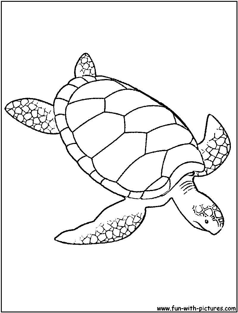 Название: Раскраска Морская черепашка плавает.. Категория: морское. Теги: Рептилия, черепаха.