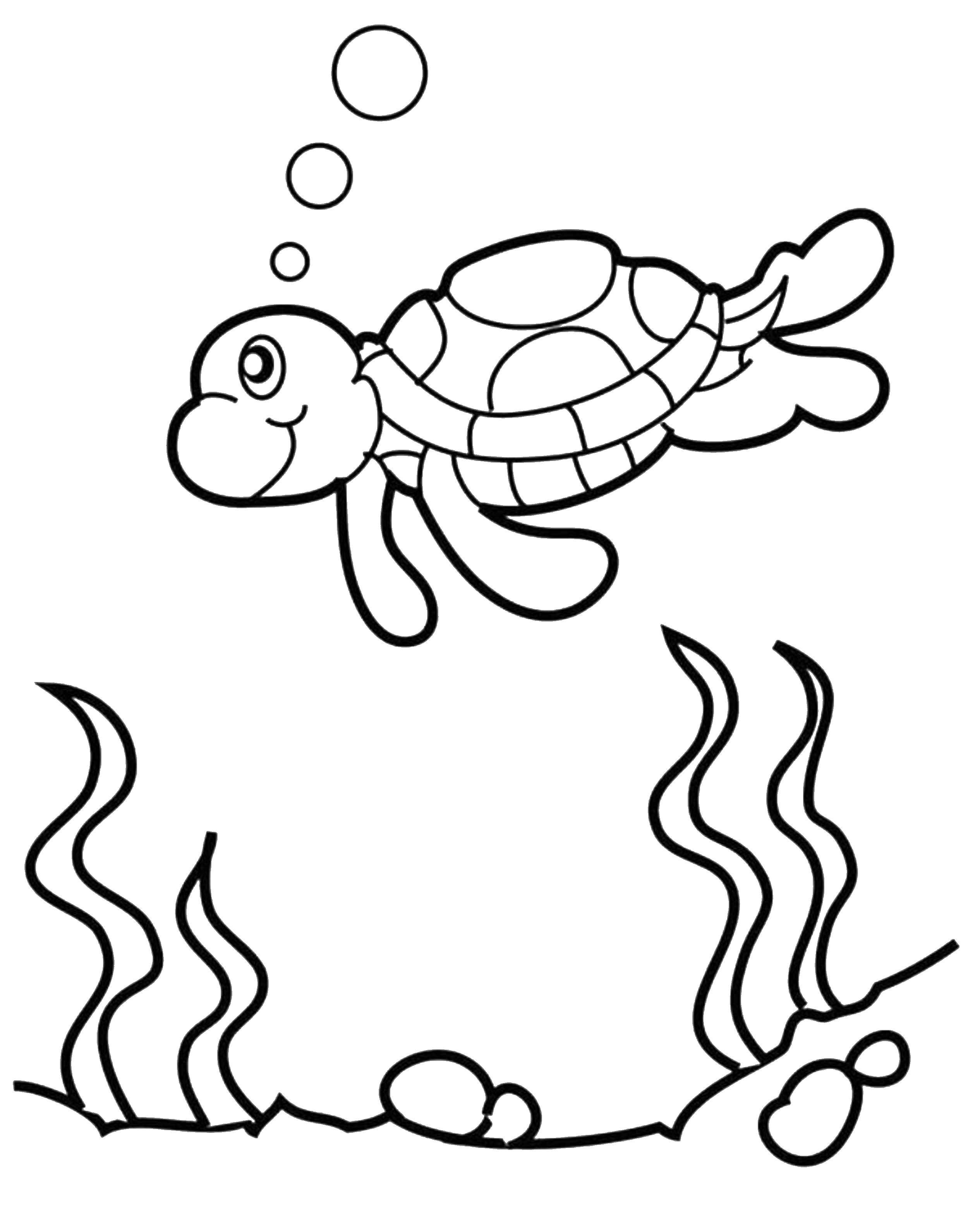 Название: Раскраска Морская черепашка пускает пузырьки. Категория: Раскраски для малышей. Теги: Рептилия, черепаха.