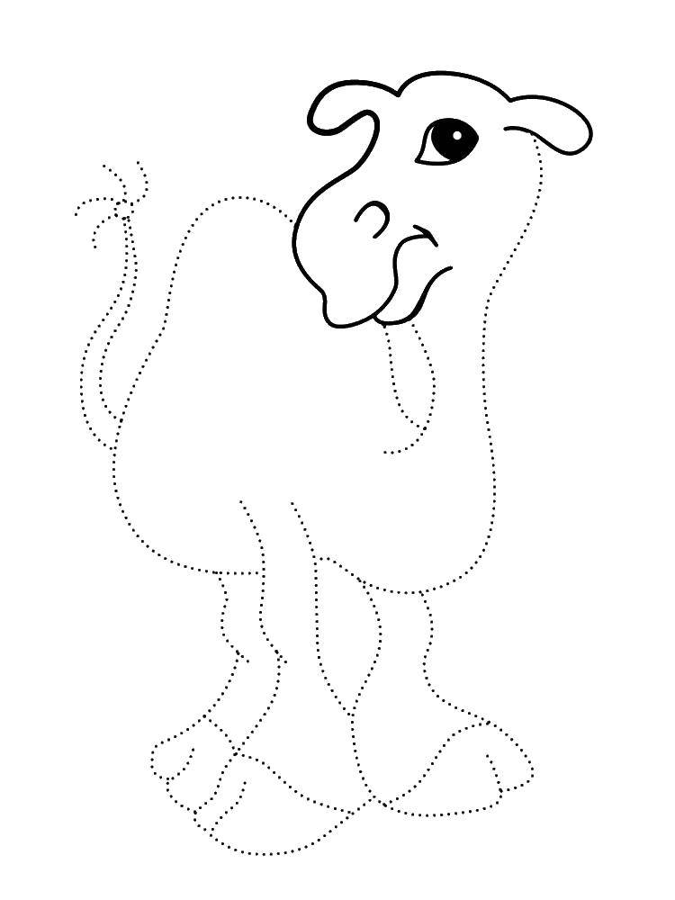 Название: Раскраска Обведи по точкам верблюда. Категория: раскраски. Теги: обведи по точкам, верблюд.