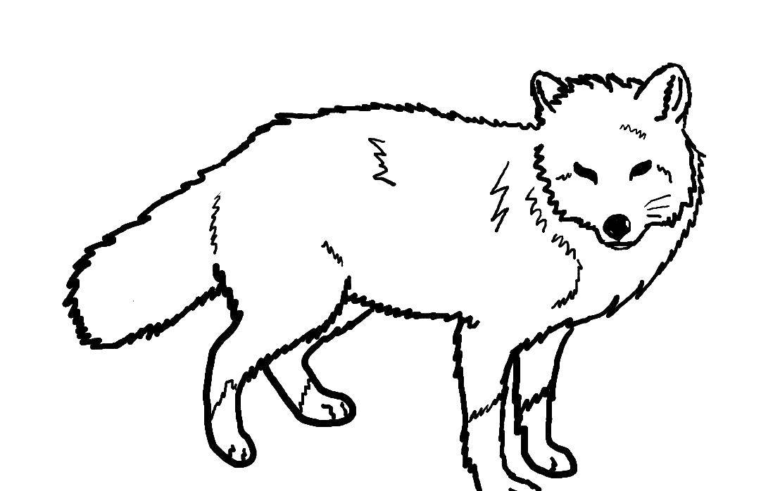 Coloring Fox.. Category Animals. Tags:  Animals, Fox.