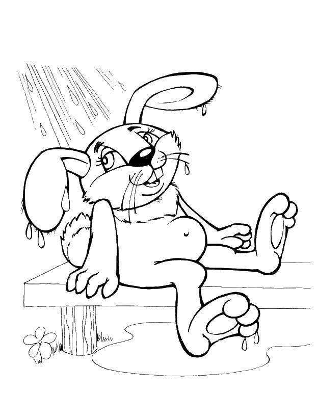 Название: Раскраска Промокший зайка. Категория: кролик. Теги: кролик, заяц.