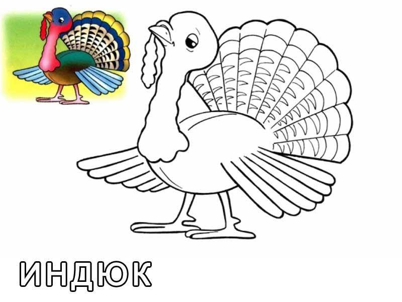 Coloring A picture of a Turkey. Category Pets allowed. Tags:  Turkey.
