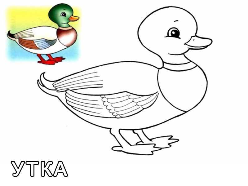 Coloring Drawing ducks. Category Pets allowed. Tags:  duck.