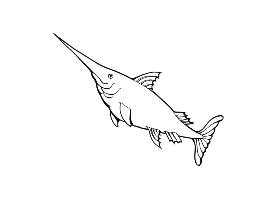 Название: Раскраска Рыба-меч. Категория: рыбы. Теги: Подводный мир, рыба-меч.