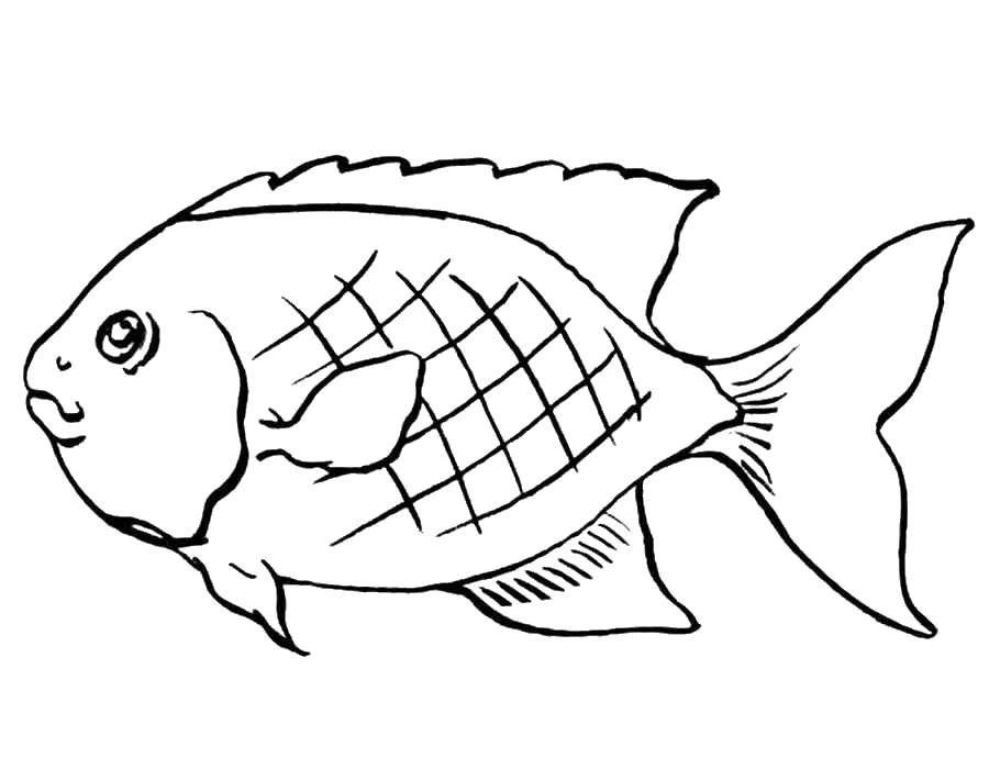 Coloring Fish with scallop. Category fish. Tags:  Underwater world, fish.