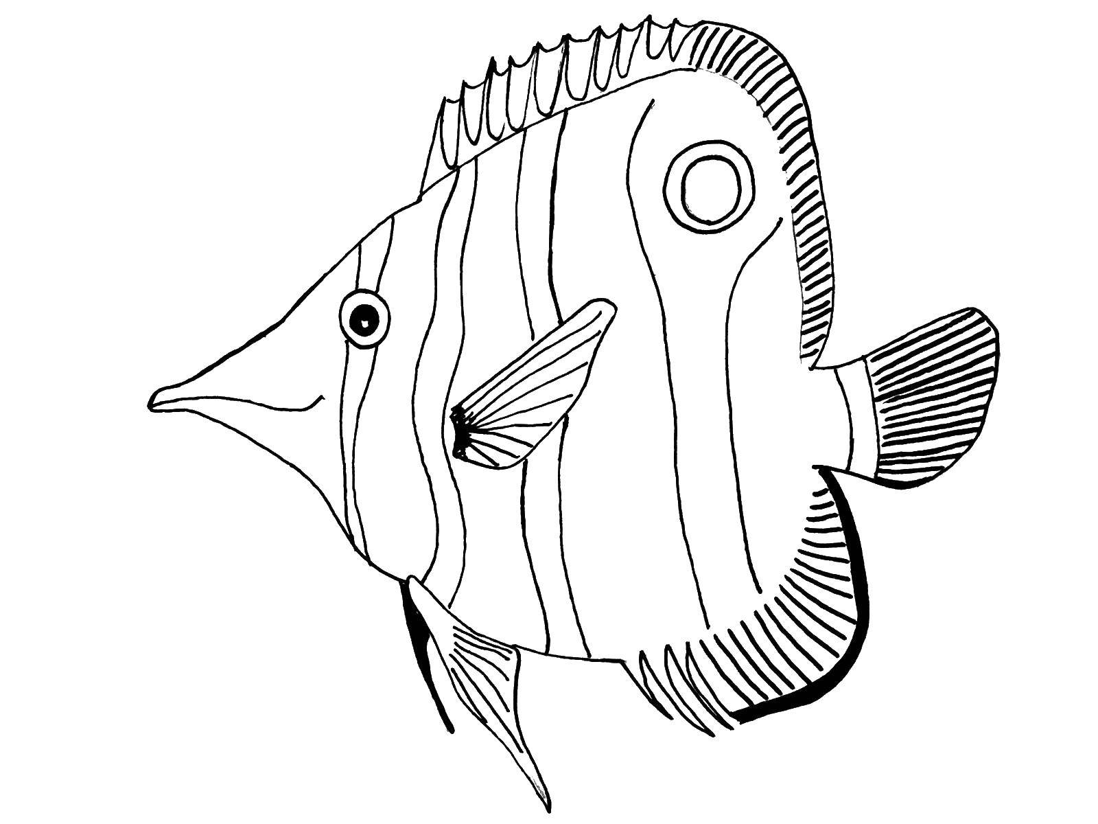 Название: Раскраска Рыбка-полосатик. Категория: рыбы. Теги: морские жители, море, рыбы, вода.