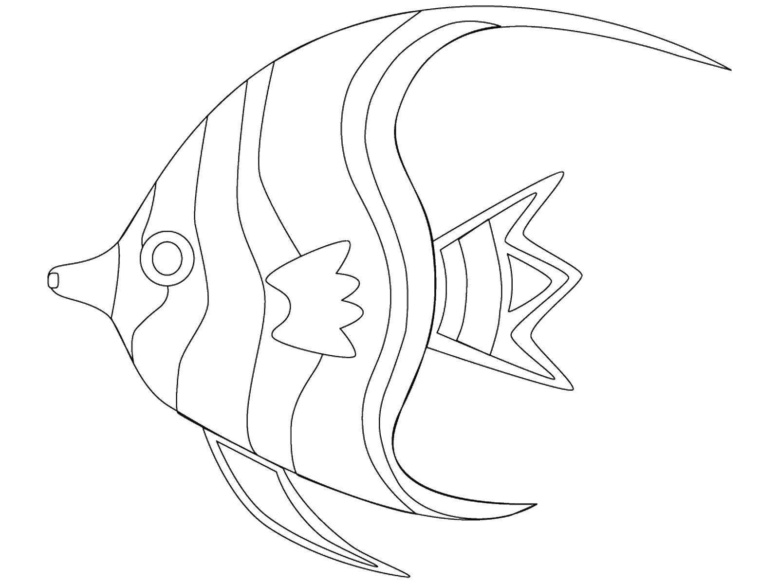 Название: Раскраска Рыбка скалярия. Категория: рыбы. Теги: морские жители, море, рыбы, вода.