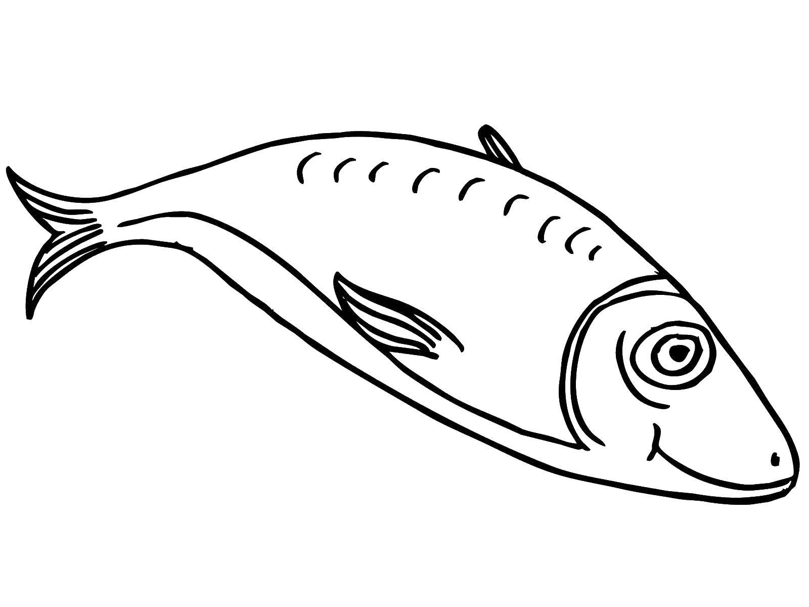 Название: Раскраска Рыбка. Категория: рыбы. Теги: морские жители, море, рыбы, вода.
