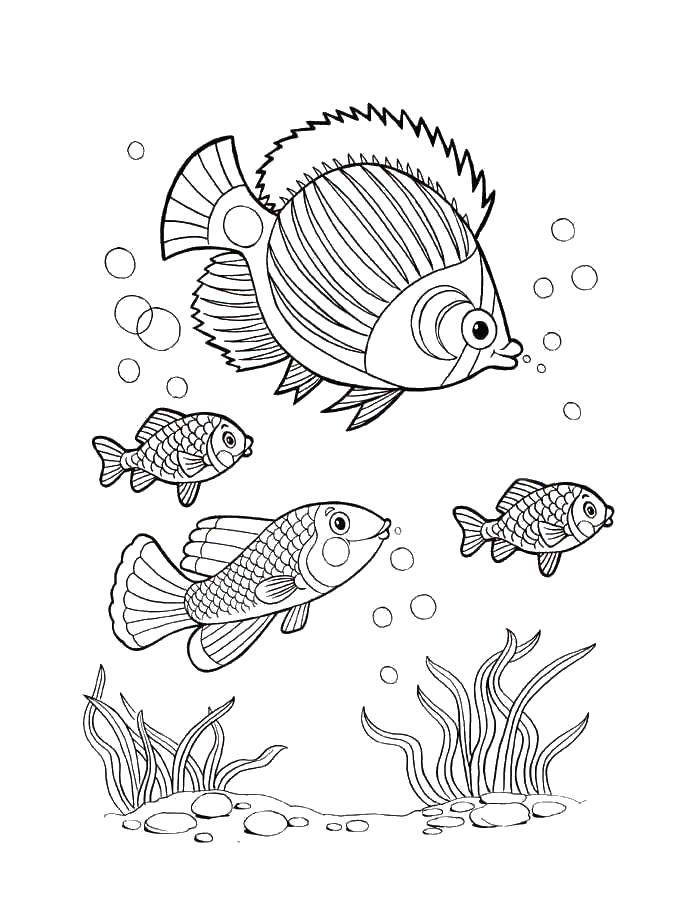 Название: Раскраска Рыбы пускают пузыри под водой. Категория: рыбы. Теги: Подводный мир, рыба, пузыри.