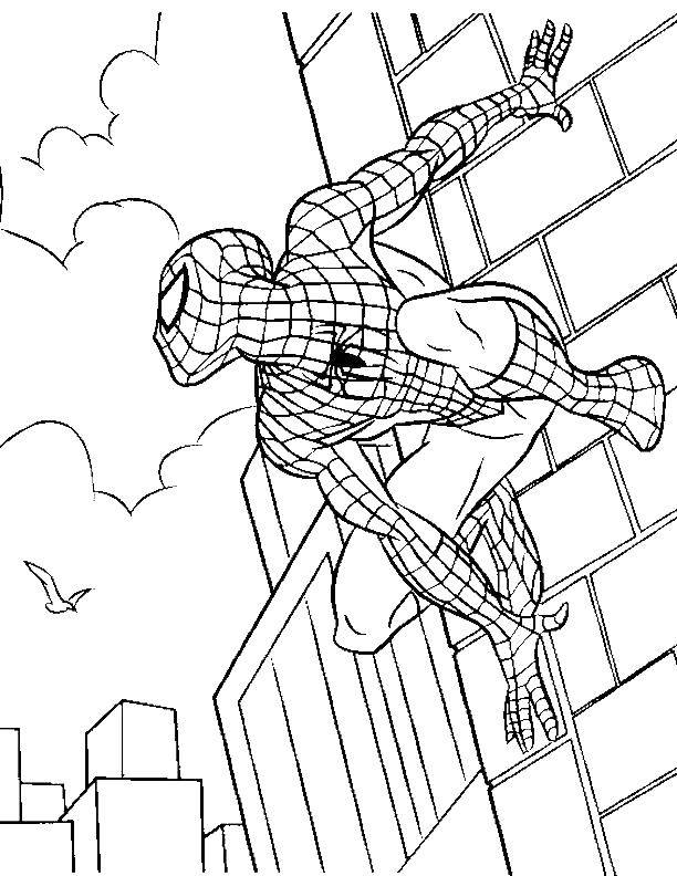 Coloring Spiderman on the wall. Category superheroes. Tags:  superheroes, Superman.