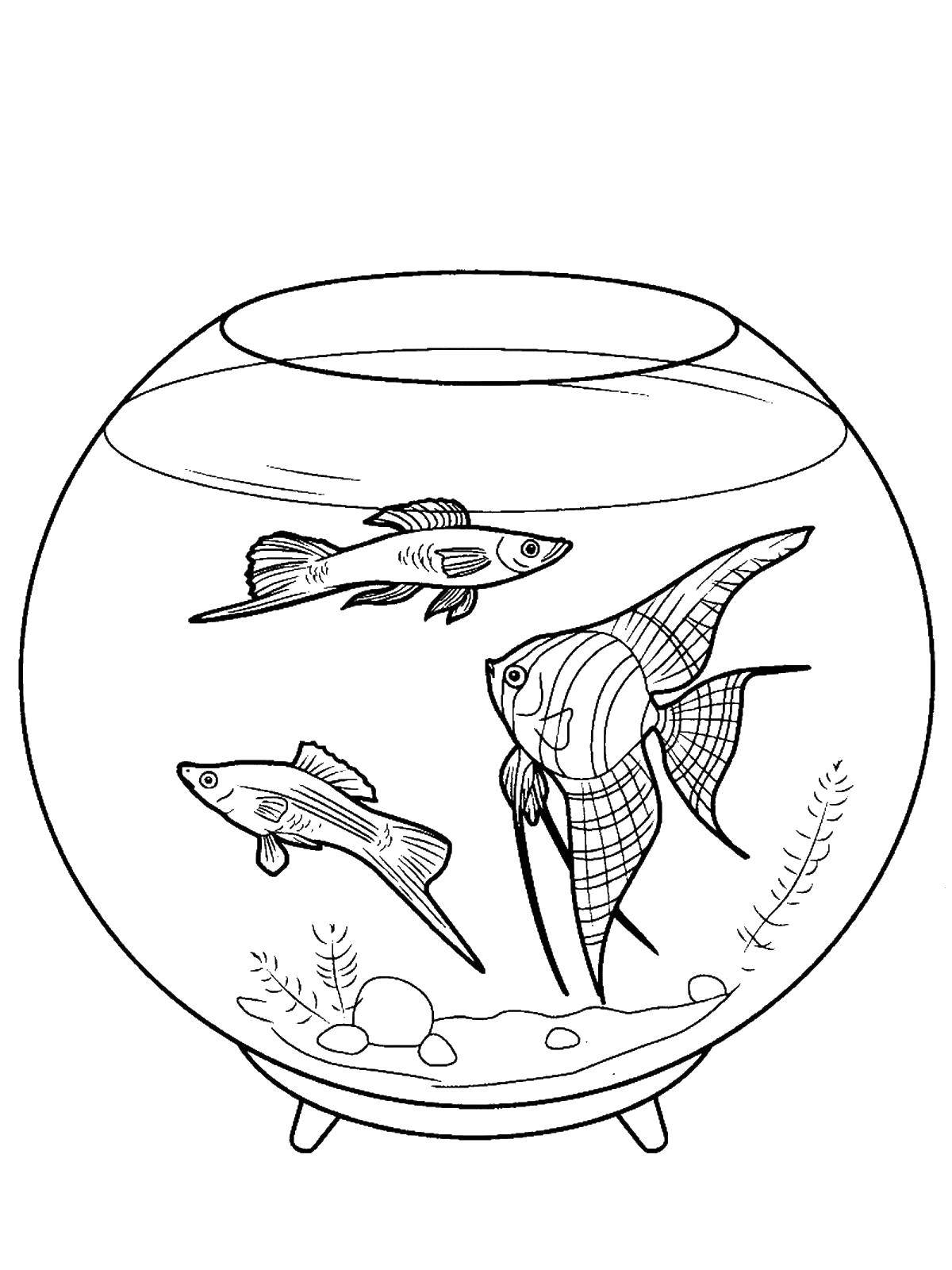 Название: Раскраска Три рыбки в аквариуме. Категория: рыбы. Теги: морские жители, море, рыбы, вода, аквариум.