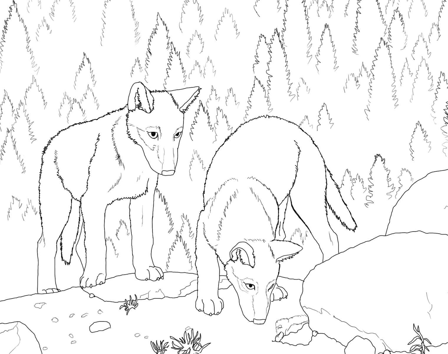 Название: Раскраска Волки ищут еду. Категория: дикие животные. Теги: Животные, волк.