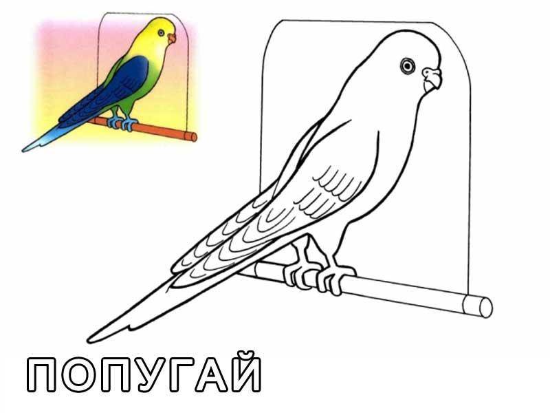 Название: Раскраска Волнистый попугай. Категория: домашние животные. Теги: попугай.