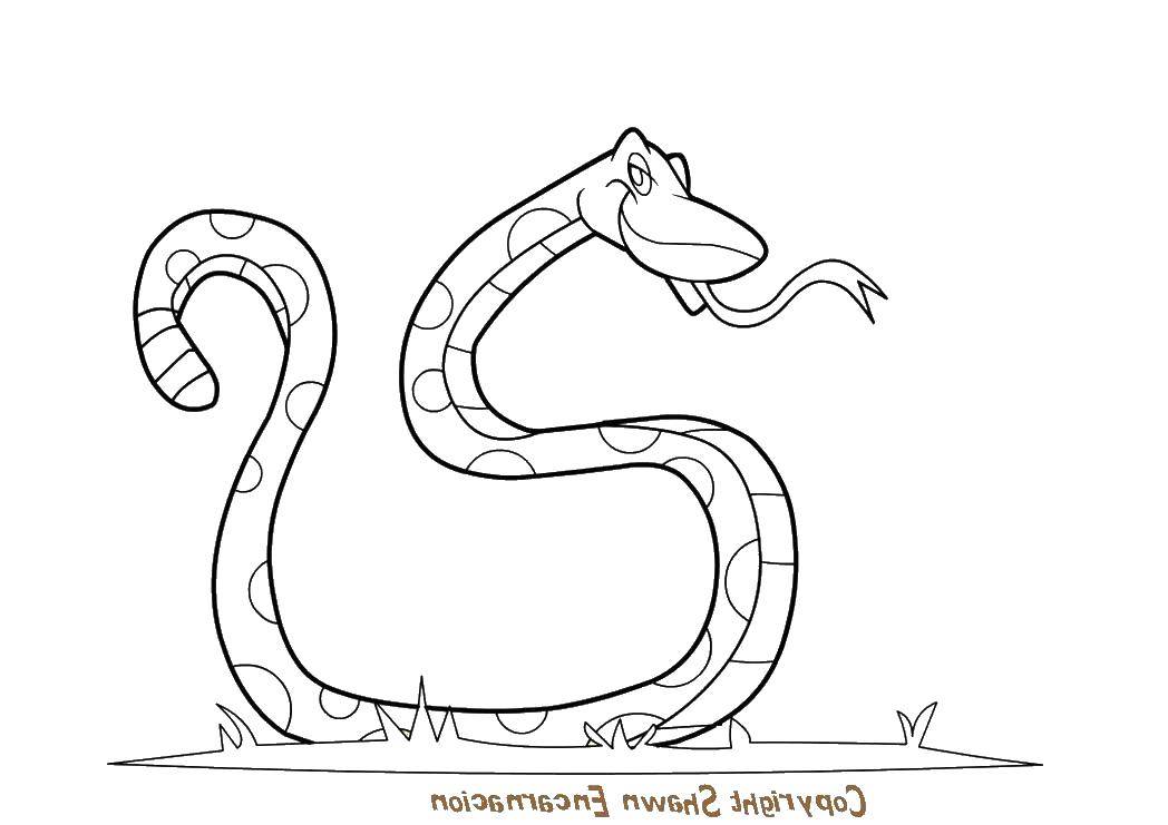 Coloring Snake. Category Animals. Tags:  animals, snake.
