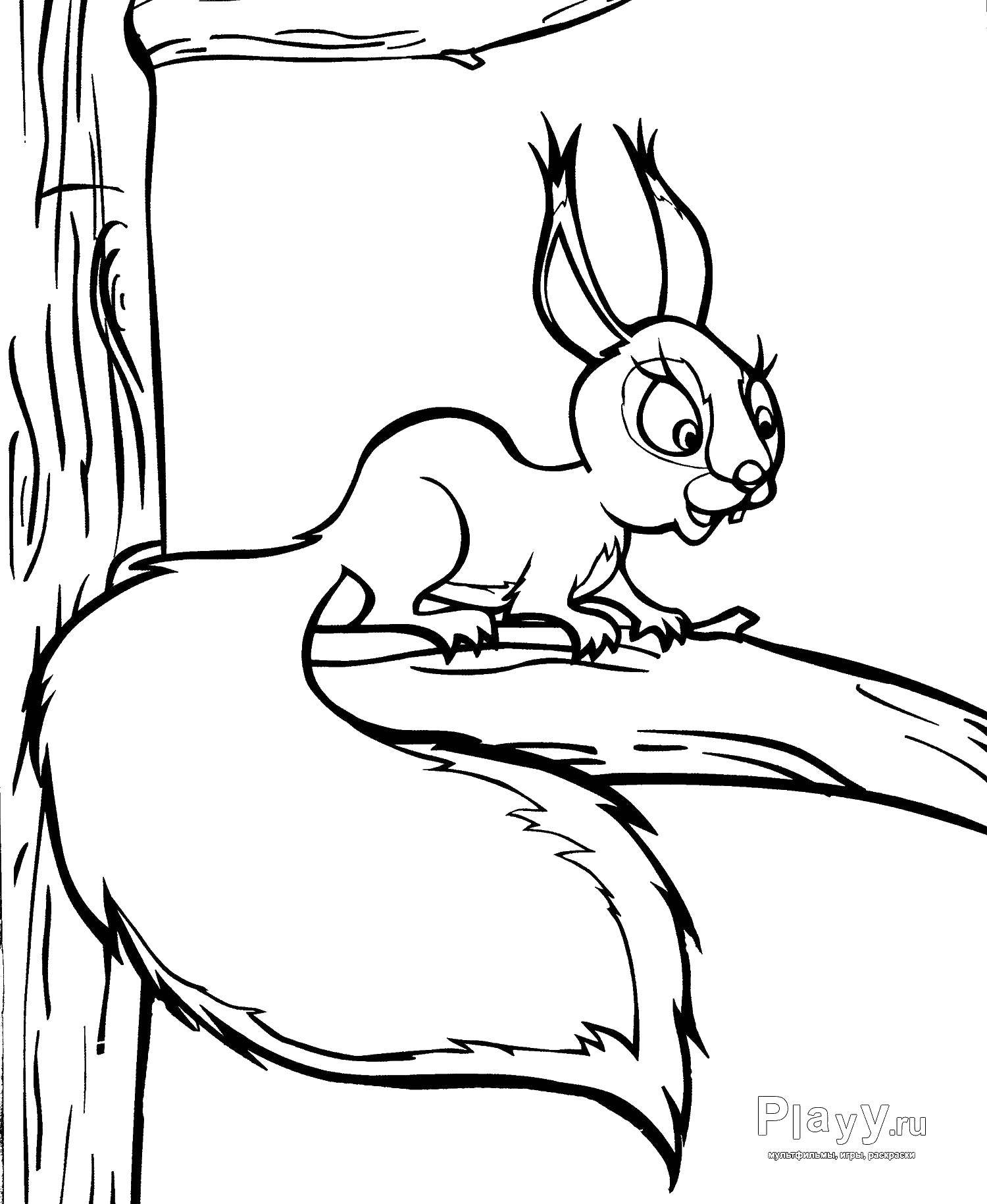 Coloring Squirrel with fluffy tail. Category cartoons. Tags:  cartoon squirrel.