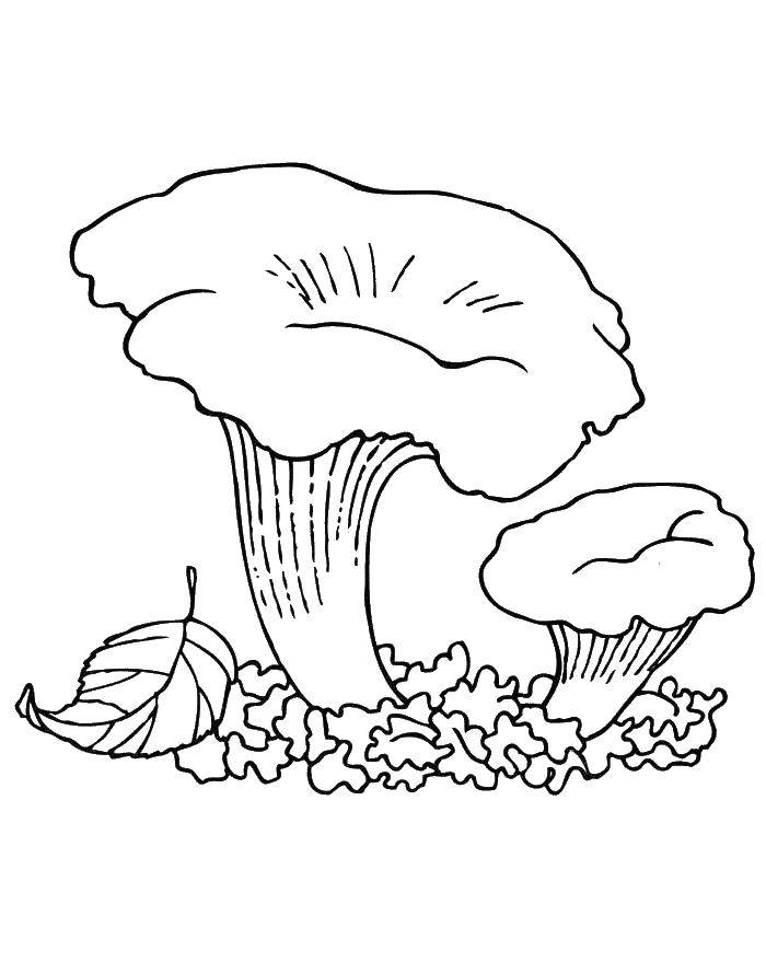 Название: Раскраска Два грибочка. Категория: грибы. Теги: грибы, грибочки.