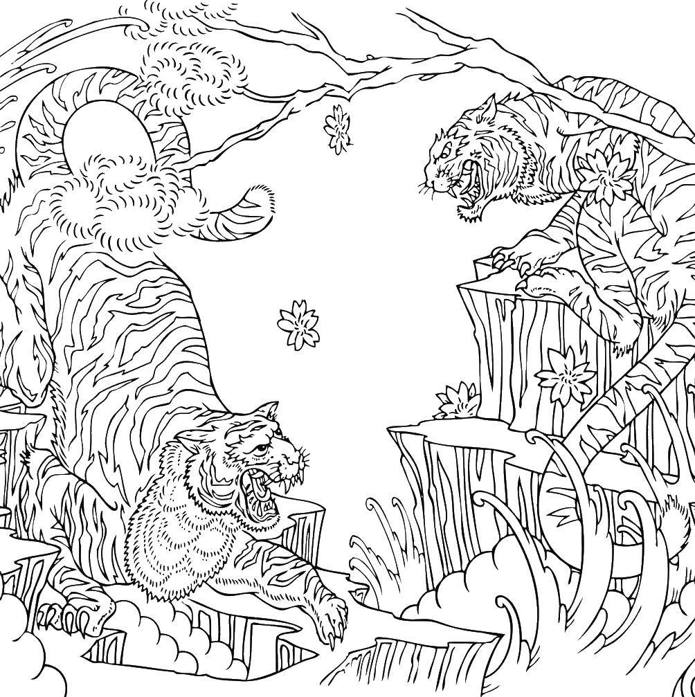 Название: Раскраска Два тигра. Категория: дикие животные. Теги: тигры, скалы, дерево.