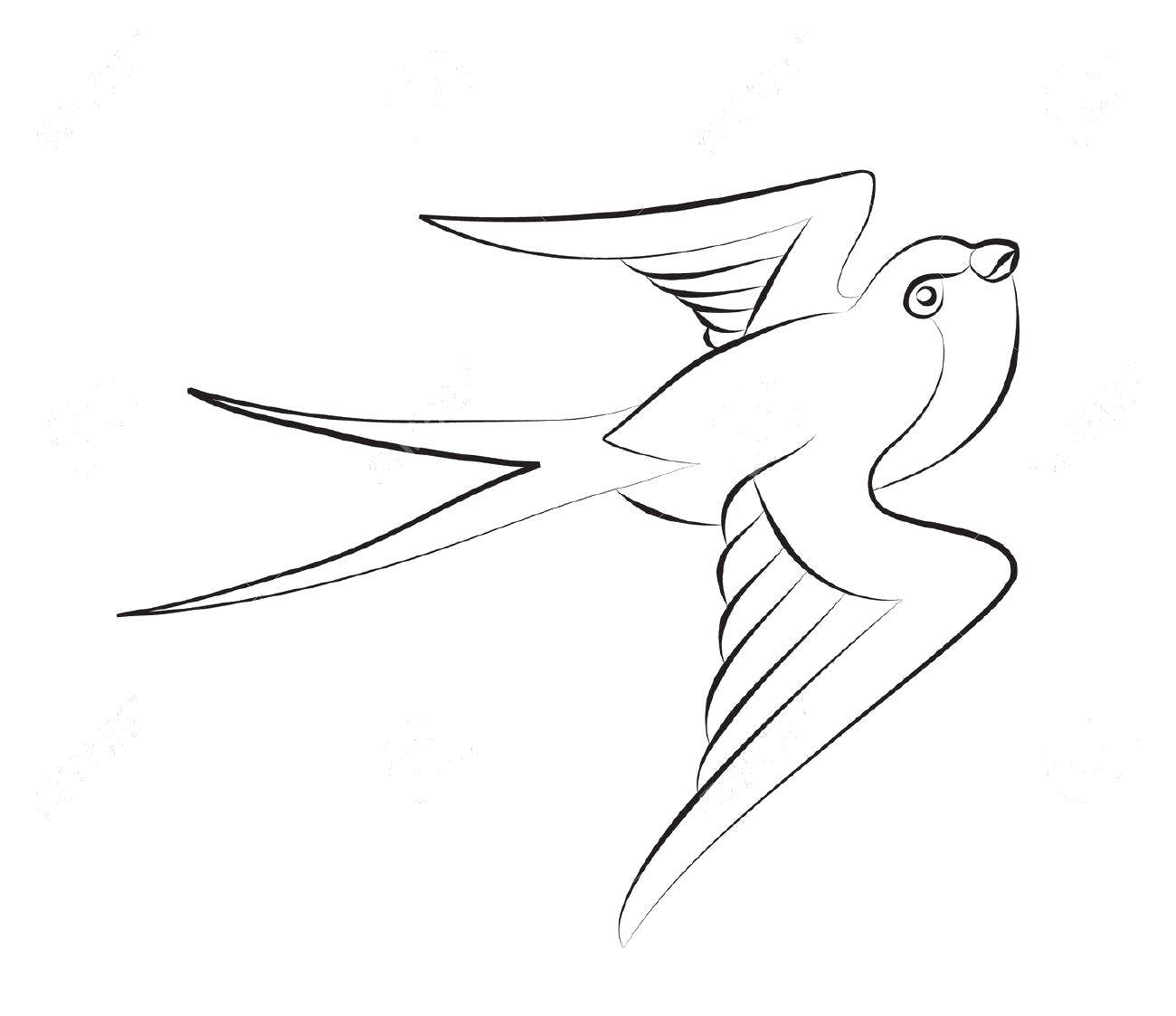 Название: Раскраска Двойной хвостик ласточки. Категория: птицы. Теги: Птицы, ласточка.
