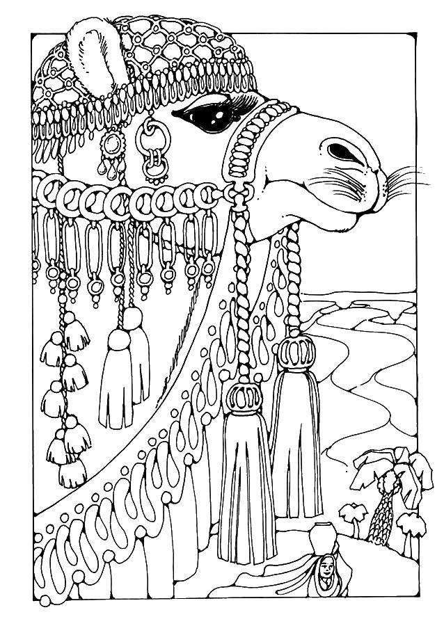 Название: Раскраска Голова верблюда и украшения. Категория: раскраски. Теги: верблюд, голова, пустыня, украшения.