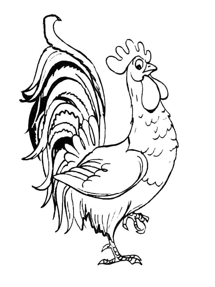 Coloring Rooster tail. Category Pets allowed. Tags:  birds, roosters.