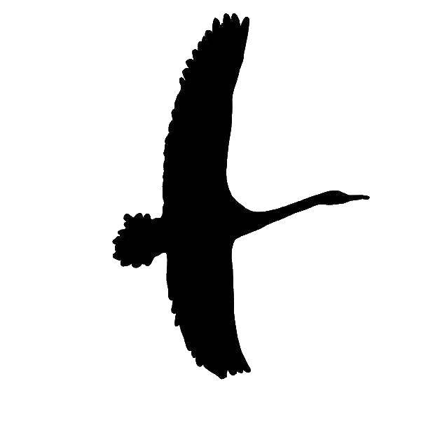 Название: Раскраска Контур лебедя. Категория: Контуры для вырезания птиц. Теги: Лебедь, птица.