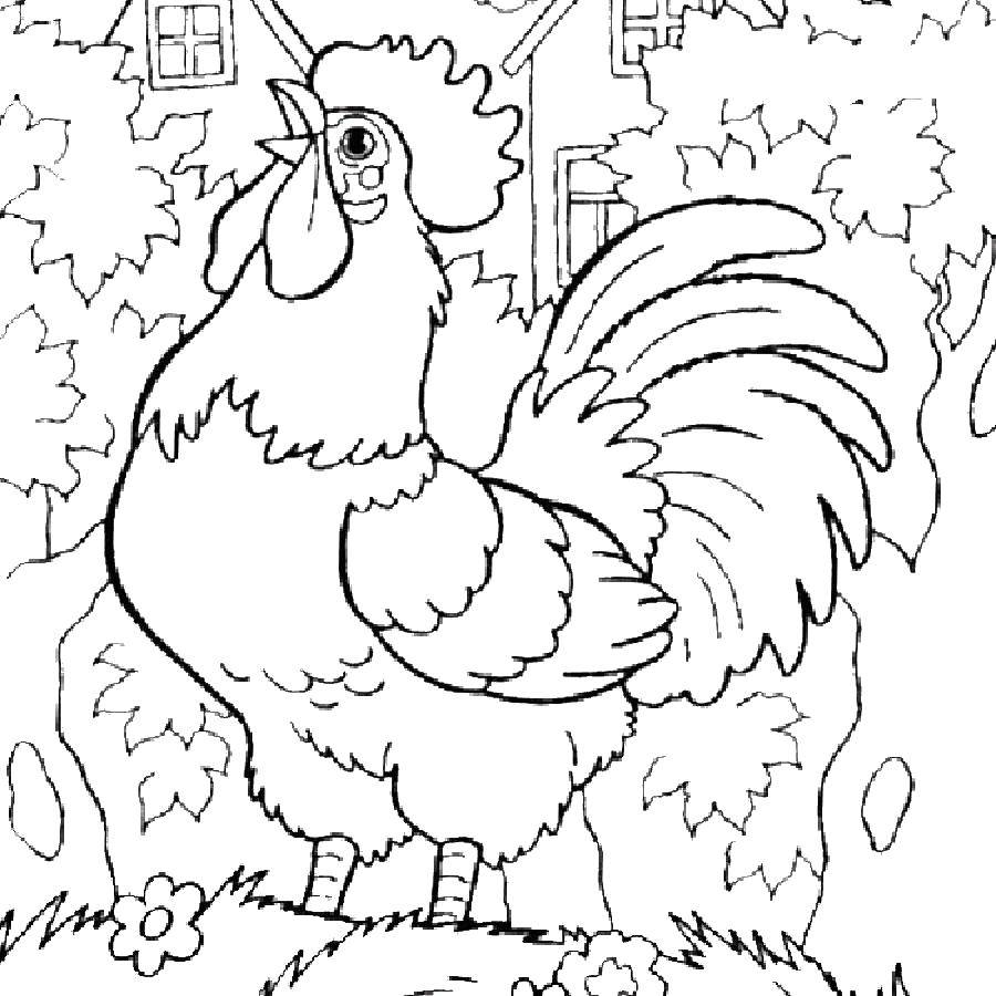 Coloring Beautiful cock.. Category Pets allowed. Tags:  Birds, cock.