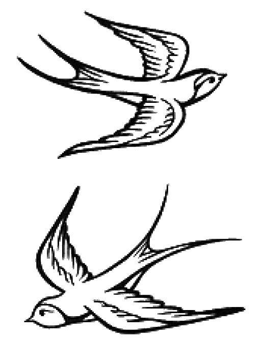 Coloring Swallows. Category birds. Tags:  birds. swallows.