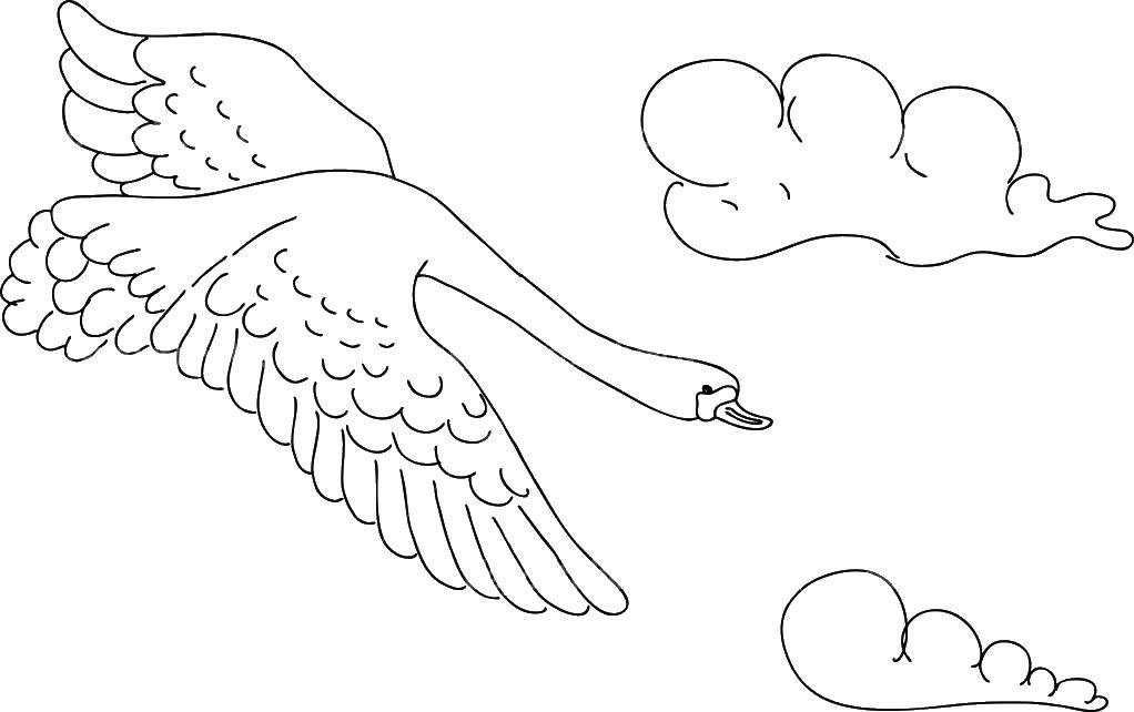 Coloring Swan in the sky. Category birds. Tags:  birds, bird, Swan.
