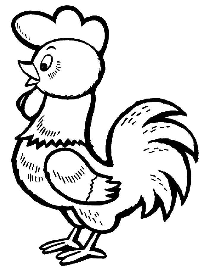 Coloring Cute cock. Category Pets allowed. Tags:  Birds, cock.