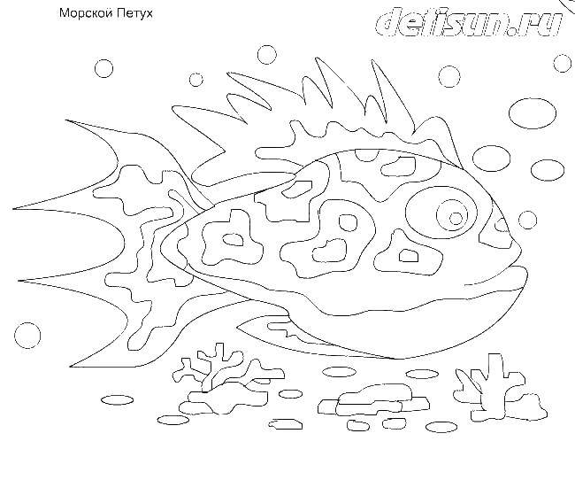 Название: Раскраска Морской петух. Категория: рыбы. Теги: морские жители, вода, море, рыбы.