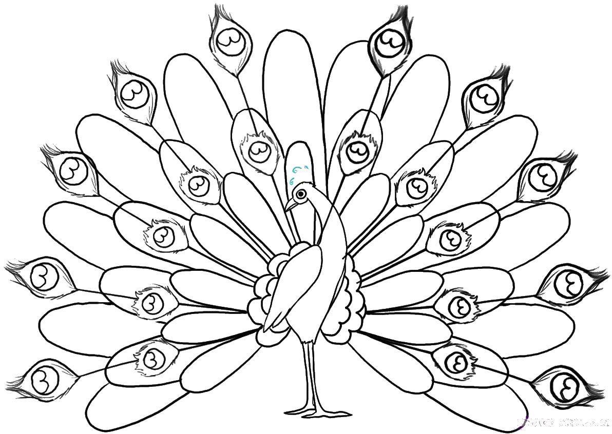 Название: Раскраска Павлиньи перья. Категория: птицы. Теги: птицы, павлин, перья.