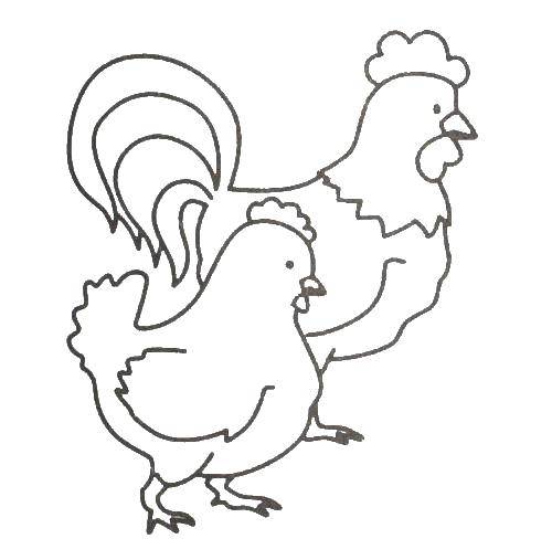 Coloring Rooster and hen. Category birds. Tags:  rooster, chicken.