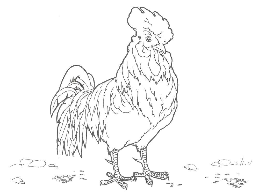 Coloring Rooster with a large comb. Category Pets allowed. Tags:  Birds, cock.