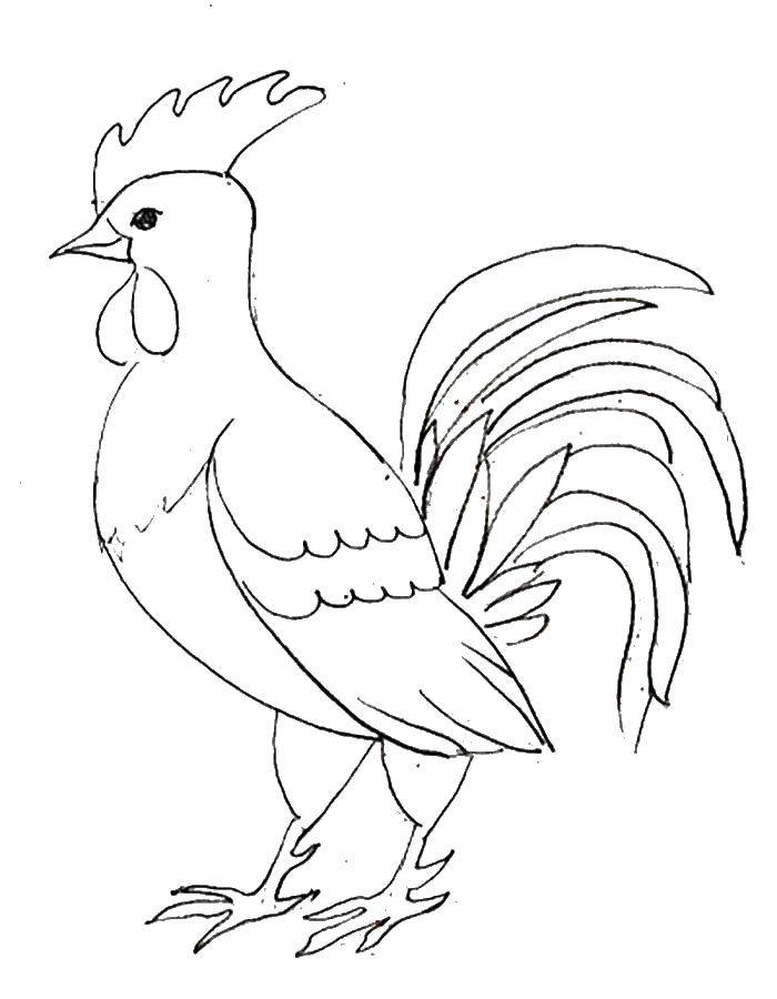 Coloring Cock.. Category Pets allowed. Tags:  birds, roosters.