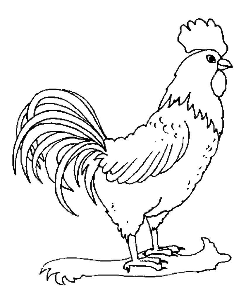 Coloring Cock. Category Pets allowed. Tags:  Pets, roosters, birds.