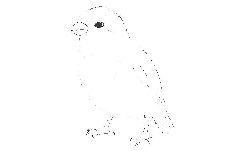 Coloring Draw Sparrow. Category The contours for cutting out the birds. Tags:  Sparrow, bird.