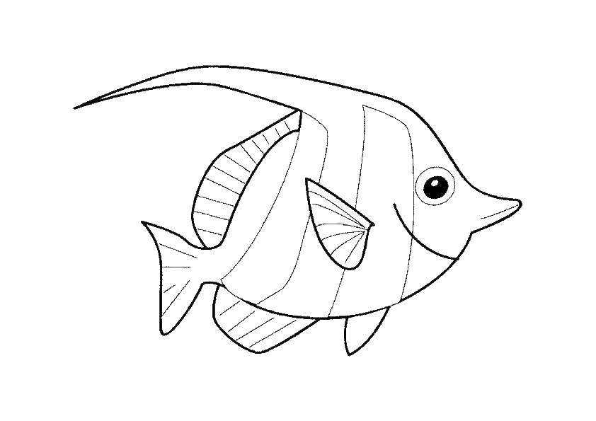 Название: Раскраска Рыбка с гребешком. Категория: рыбы. Теги: Подводный мир, рыба.