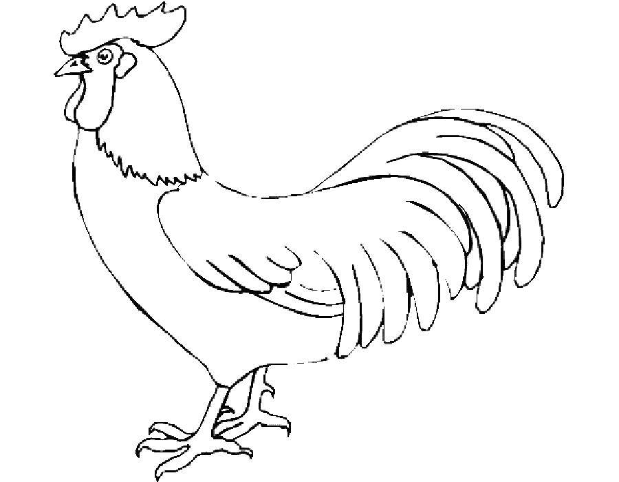Coloring Spur of the cock.. Category Pets allowed. Tags:  Birds, cock.