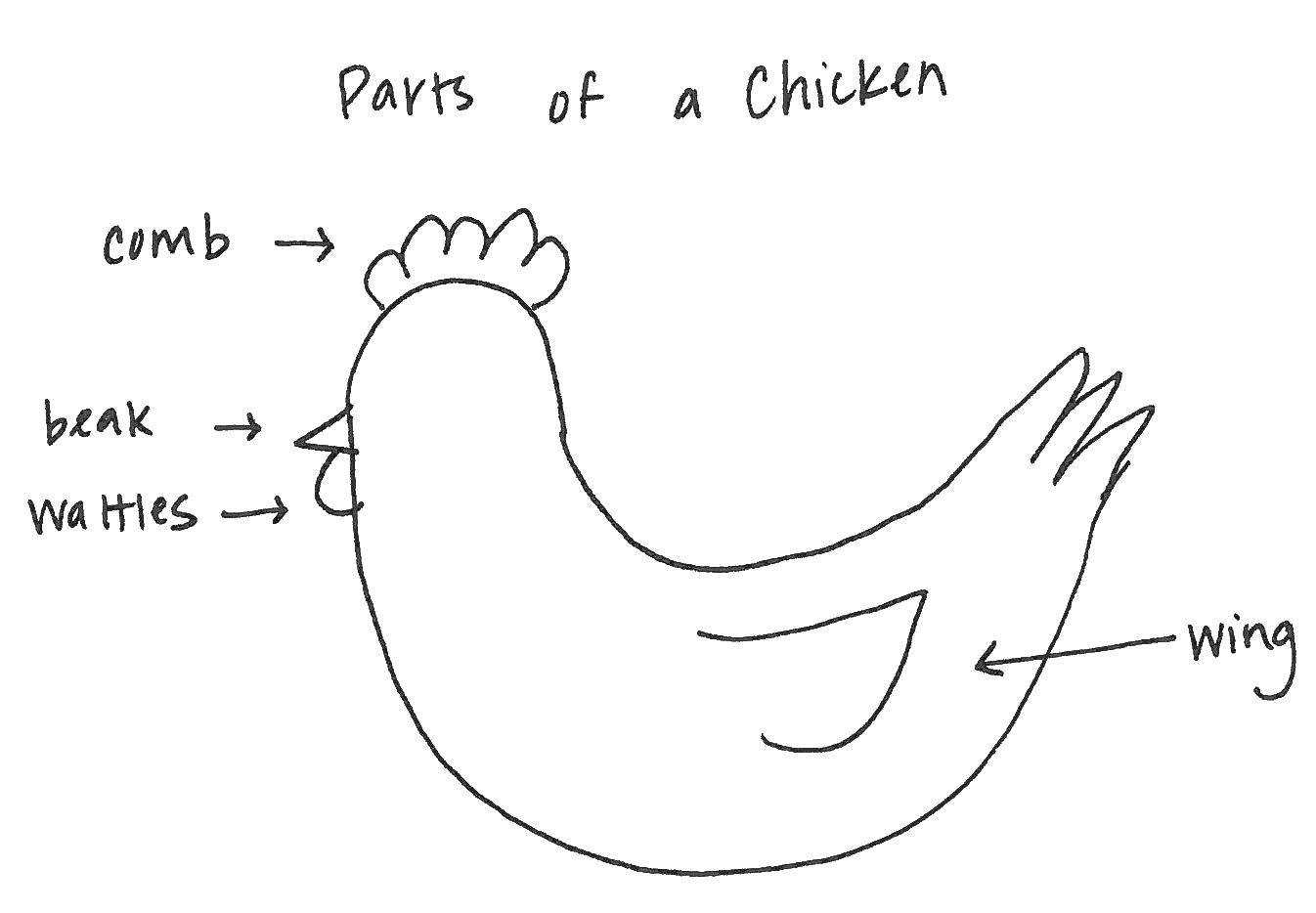 Название: Раскраска Строение курицы. Категория: Контуры для вырезания птиц. Теги: Курица, птица.