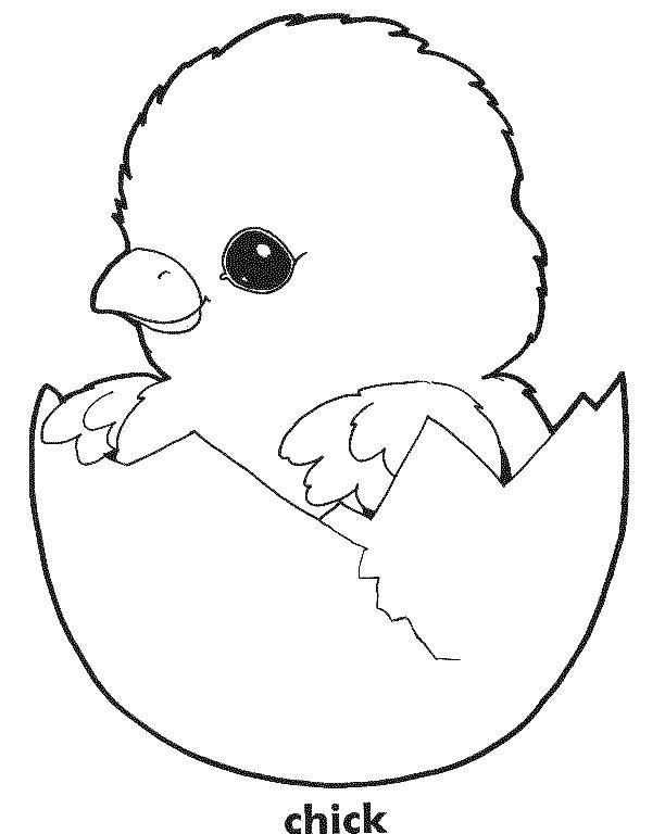 Название: Раскраска Цыпленок вылупился из яйца. Категория: птицы. Теги: цыпленок, птицы.