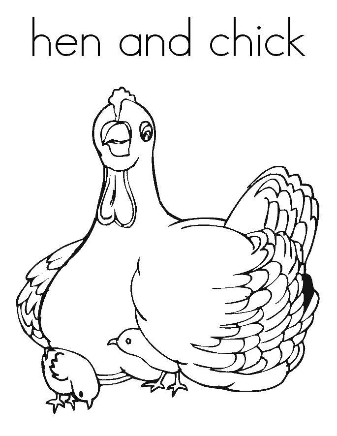 Название: Раскраска Цыплята спрятались у мамы курицы. Категория: птицы. Теги: птицы, курица.