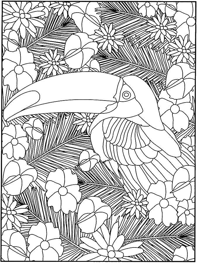 Coloring Toucan in flowers. Category birds. Tags:  Toucan, beak, flowers.