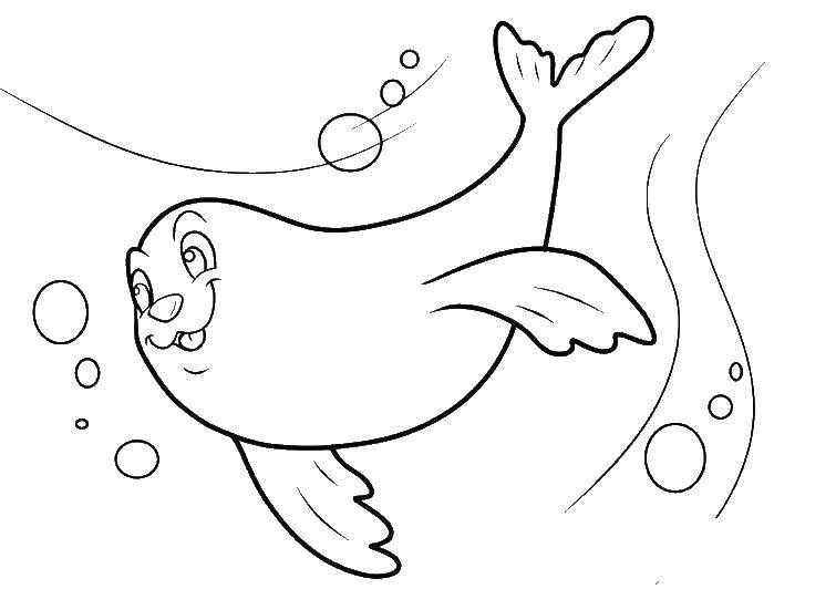Coloring In the water seal. Category fish. Tags:  marine animals, water, sea, fish, seals.
