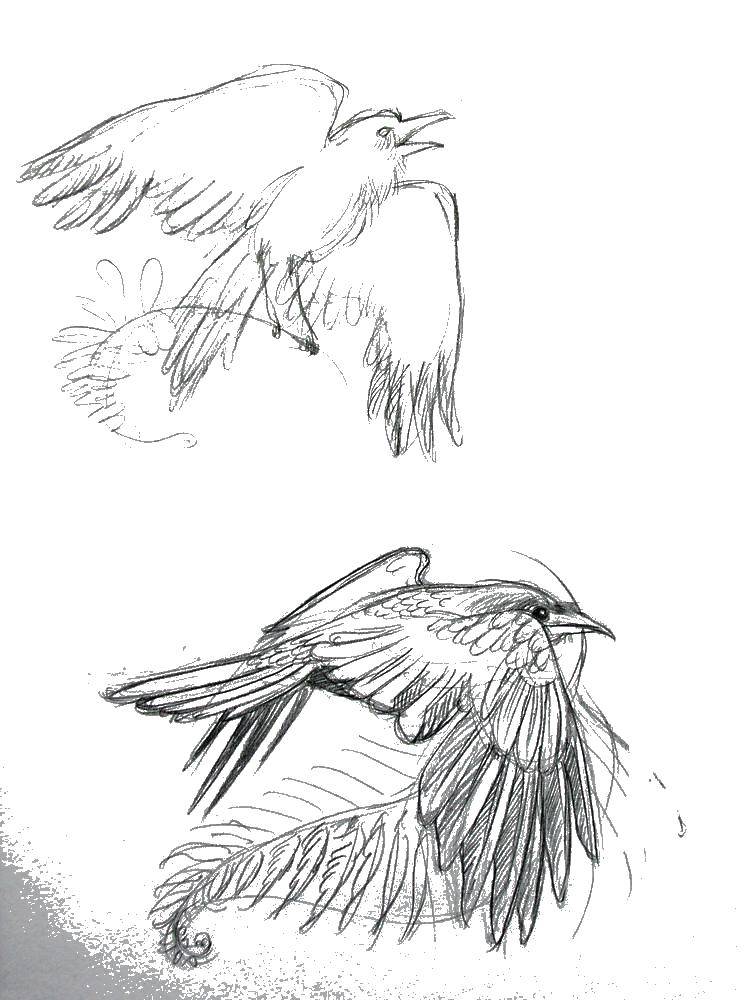 Название: Раскраска Учимся рисовать ворону. Категория: Контуры для вырезания птиц. Теги: учимся, ворона.