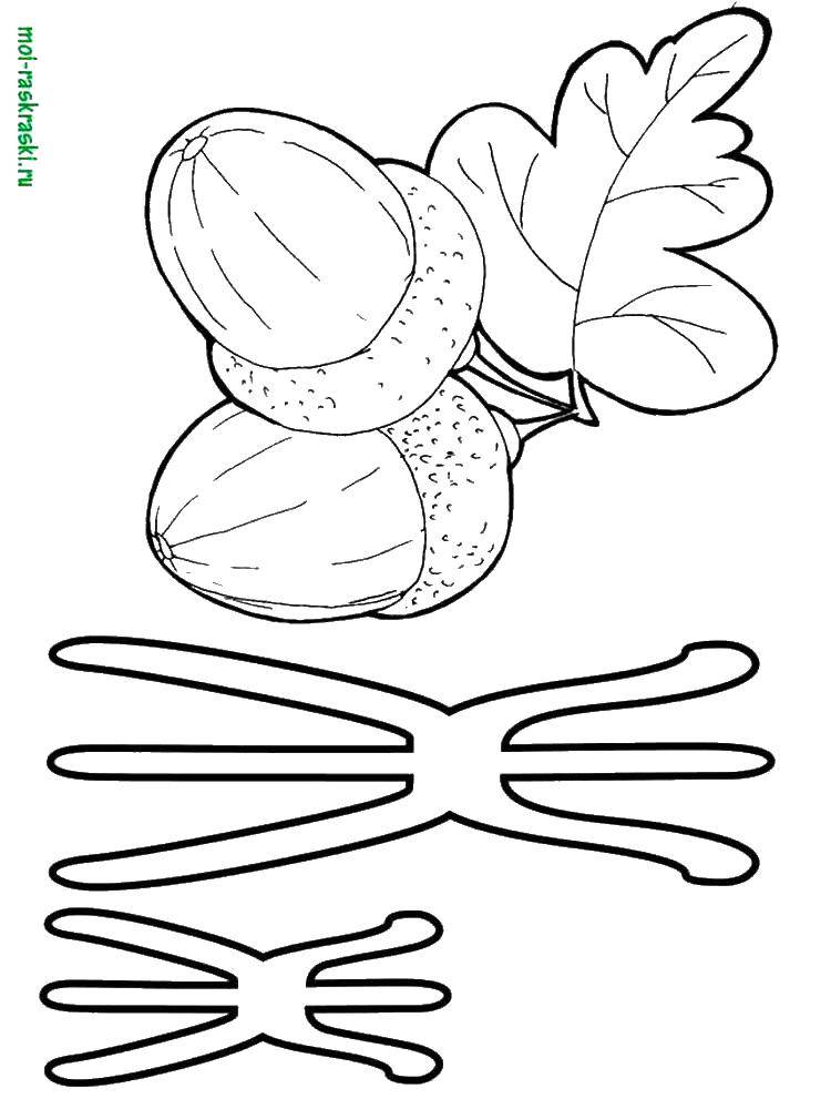 Coloring Acorns. Category the alphabet. Tags:  alphabet, Learn, acorns.