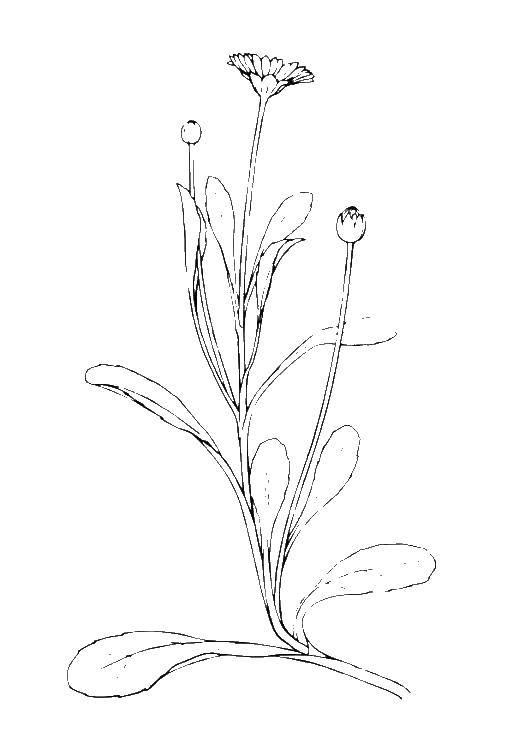 Опис: розмальовки  Ромашка на лузі. Категорія: Квіти. Теги:  ромашка, квітка.